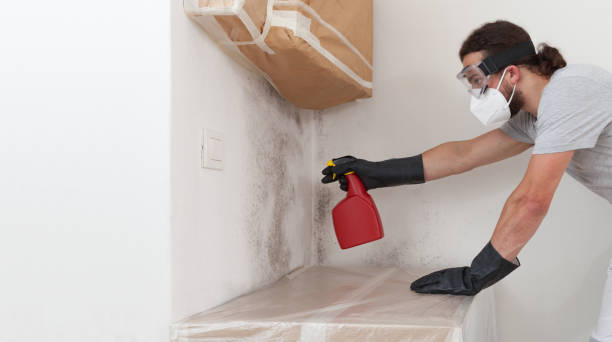 Professional Mold Removal technician working in Fort Myers Beach, FL
